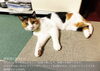 「猫と人が心地よく暮らすための住まいづくり」
