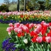 「#宮崎お花日和 インスタキャンペーン🌷🌷🌷」