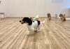 おもいきり走って💨「ましゅまろ幼稚園🐾新入園児さんのご紹介🐶」