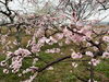 「佐奈川桜づつみ公園のしだれ梅🌸」