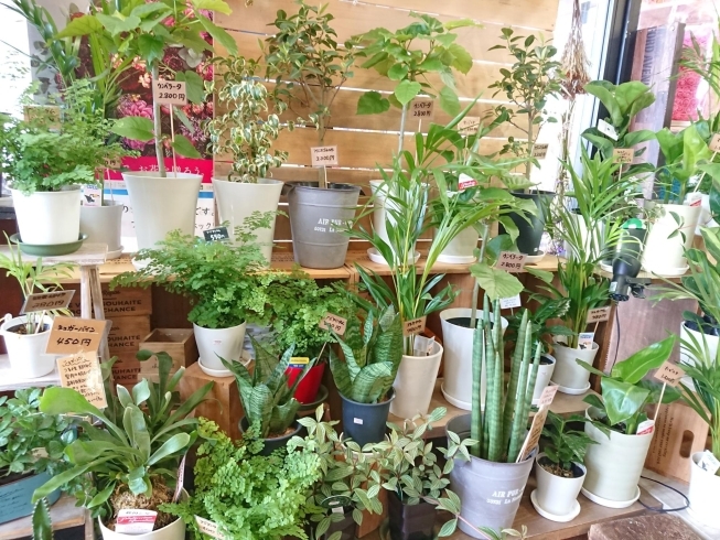 「【はなやHOK皆生店】観葉植物入荷しました！」