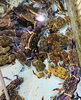 「魚魚市場鮮魚コーナーおすすめは「ヒオウギ貝」です♪」