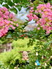 「風鈴まつりは引き続き開催中です」