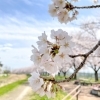 お花見散歩におすすめの川沿いの桜☆　菜の花コラボも楽しめちゃうかも！？【埼玉県上尾市・桶川市】
