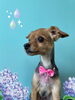 「Dog salon mofu mofu　余市町」