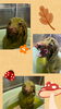 「Dog salon mofu mofu　余市町」