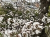 8分咲きの桜「🌸桜もうすぐ満開🌸桜はいい匂い！？」
