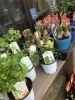 春の鉢花 入荷しました 船橋のお花屋さん フラワーギフトが人気 芽ぶき屋 船橋店のニュース まいぷれ 船橋市