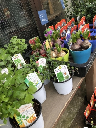 春の鉢花 入荷しました 船橋のお花屋さん フラワーギフトが人気 芽ぶき屋 船橋店のニュース まいぷれ 船橋市 春の鉢花 入荷しました 船橋のお花屋さん フラワーギフトが人気 芽ぶき屋 船橋店のニュース まいぷれ 船橋市