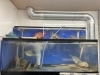 綺麗になりました「新鮮な海水で魚も元気！居酒屋あかりの水槽メンテナンスの裏側」