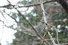 「大佐の桜は未だ咲かず」