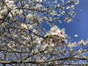 「西海橋物産館　桜情報🌸」