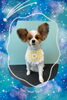 「Dog salon mofu mofu　余市町」