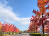 「一足早く葛飾に秋の紅葉を告げる【モミジバフウ（紅葉葉楓）】が綺麗に色づき見頃です！関東・東京の紅葉名所スポット！都立水元公園☆第一駐車場☆2022年11月3日（木祝）撮影」