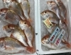 「魚魚市場鮮魚コーナーおすすめは「水イカ・カナトフグ」です♪」