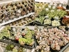 多肉小屋さん専用 🌵東新小岩『小さなお庭の多肉屋さん taniku-day』さん🌱葉挿し苗が
