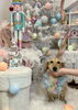 ベルくん「MerryXmas 🎄　はじめまして」