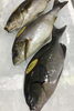 「魚魚市場鮮魚コーナーおすすめは「アマダイ」です♪」