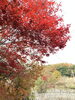 紅葉が綺麗「夕やけ小やけふれあいの里　虹色ディ」