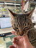 蒼「看板猫の日常」