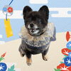 「Dog salon mofu mofu　余市町」