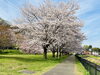 満開の桜「いよいよ明日4月1日は✨桜の下で撮影会(^^)完全無料☆彡入園・入学記念撮影はもちろん♪家族撮影やワンちゃんネコちゃんの撮影も！」