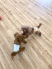 モコちゃん、くうくんとじゃれっこ中〜　笑「ましゅまろ幼稚園　(^.^)」