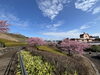 「魚魚の宿　3月11日　河津桜🌸」