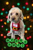 「Dog salon mofu mofu　余市町」