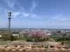 枝垂れ桜「第23回合同慰霊祭ご報告」