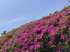 「西海橋ツツジ🌺」