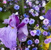 あやめとブルーパープルのかすみ草「花を染めて楽しむ」