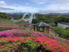 「魚魚の宿　ツツジ開花🌺」