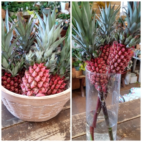 はなやホック皆生店 夏の切り花 はなや皆生店のニュース まいぷれ 米子 はなやホック皆生店 夏の切り花 はなや皆生店のニュース まいぷれ 米子