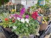 「秋の新入荷！パンジー・ビオラ・ポインセチアでお店が華やかになりました。」