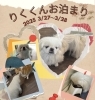 お泊まり　お写真「🐶ミックス、ポメラニアン、トリミングのお友達🍓」