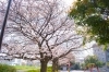 横浜市港北区のお花見スポット 日吉六丁目鐘ヶ淵公園 港北区のお花見特集 桜 梅の名所一覧 まいぷれ 横浜市港北区
