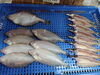 「📣本日のお魚情報🐟」