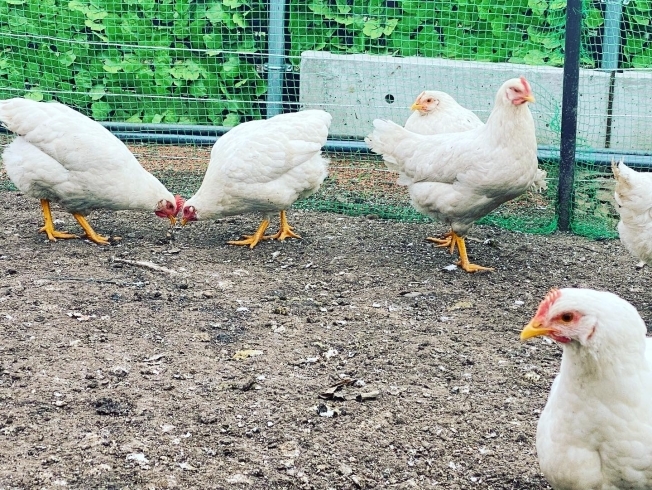 販売売れ済 純国産採卵鶏「ゴトウもみじ」の平飼い卵 20個