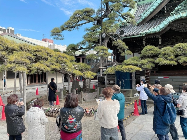 「約120本の日本酒を松に！柴又帝釈天の瑞竜松（ずいりゅうまつ）への『寒肥（かんぴ）』が行われました♪」