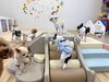 「ましゅまろ幼稚園🐾」