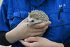ハク♀「ヨツユビハリネズミがやってきました！」