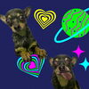 「Dog salon mofu mofu　余市町」