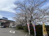 「西海橋物産館　西海橋・桜満開🌸」