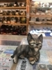 買取情報】ドマン（イタリア）猫のオブジェ | 食器館 リユースタカノの