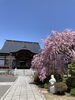 「🌸真福寺の桜、ただいま見ごろ！」