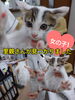 「里親募集のおしらせ〜里親さんが見つかりました〜」