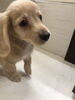ミニチュアダックス　男の子「ミニチュアダックス　仔犬デビュー」