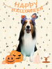 「Dog salon mofu mofu　余市町」