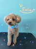 「可愛い子ちゃん♡ Dog salon mofu mofu余市町」